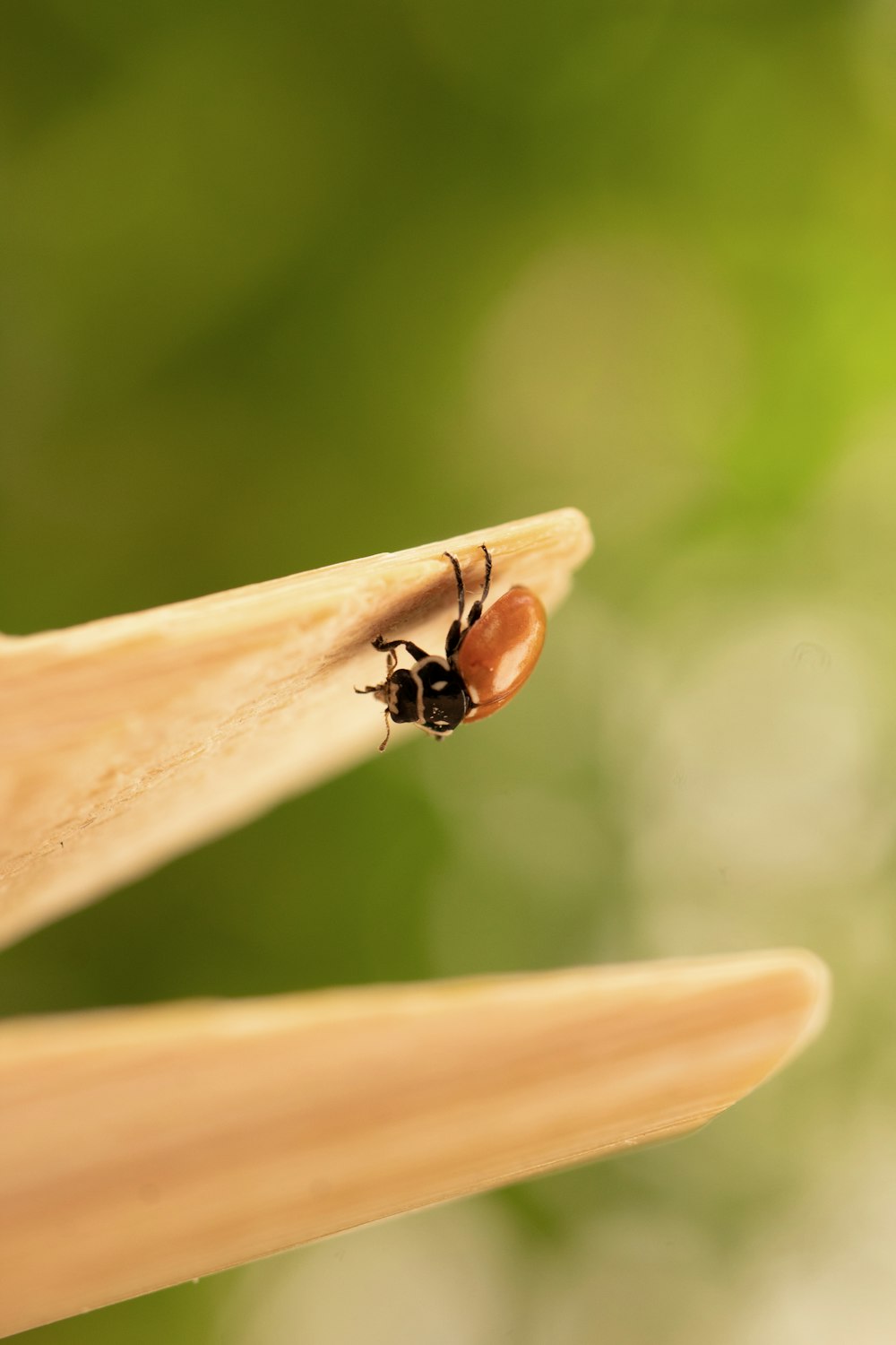 black and brown insect on brown wooden stick