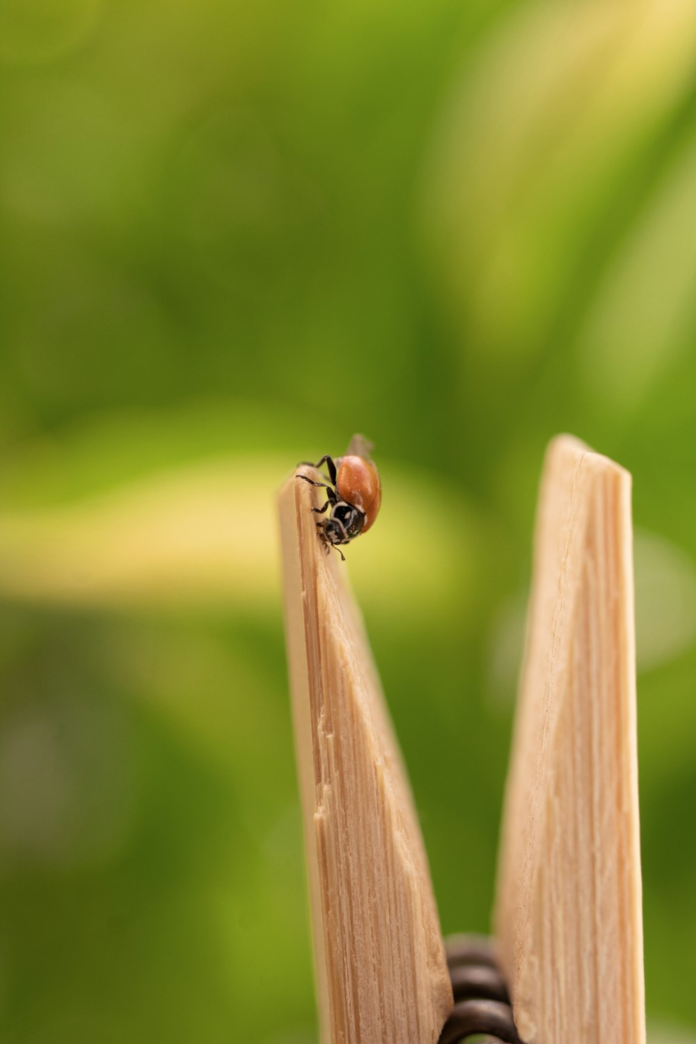 red ladybug perched on brown stick in close up photography during daytime