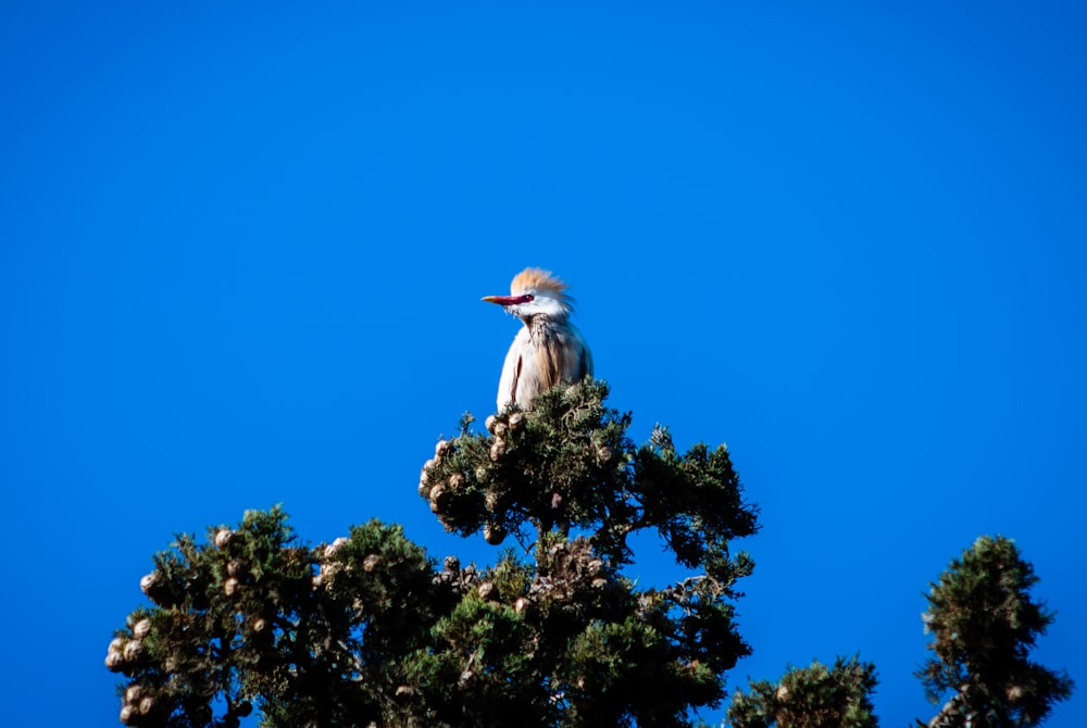 Oiseau blanc sur une branche d’arbre sous un ciel bleu pendant la journée
