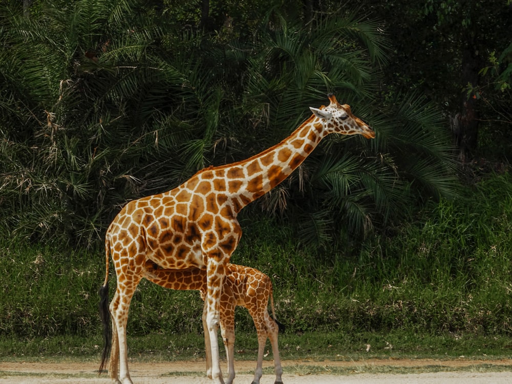 giraffe standing on green grass field during daytime