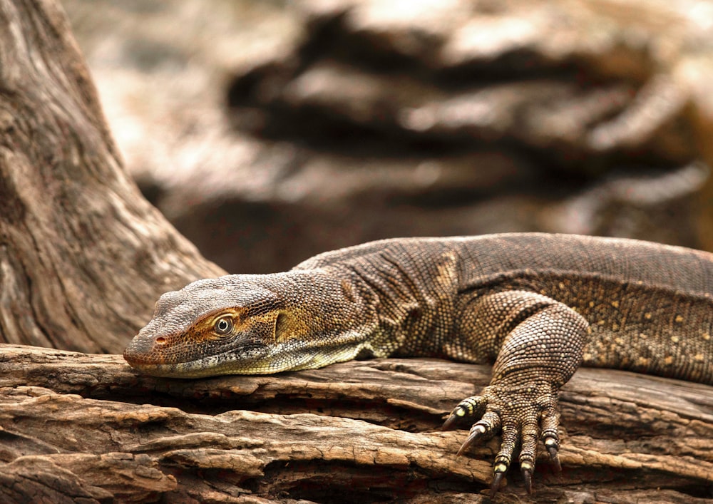 brown and gray lizard on brown wood