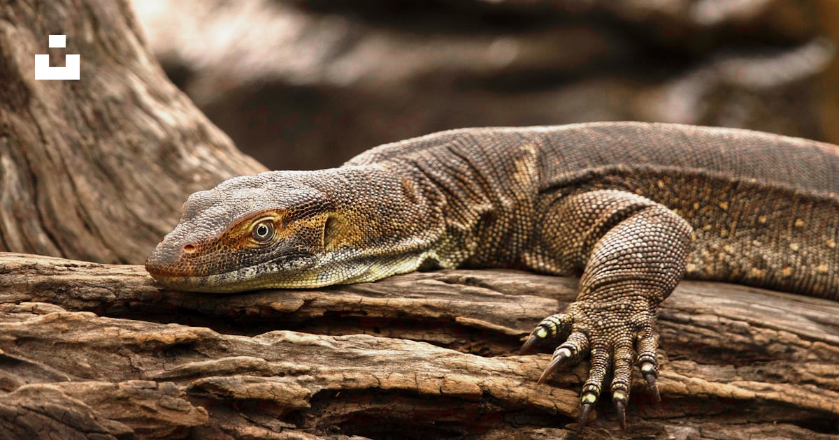 Brown and gray lizard on brown wood photo – Free Lizard Image on Unsplash