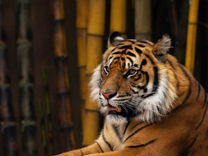 A close-up view of a tiger with detailed facial features and intense eyes, set against a background of bamboo stalks. The tiger's fur is a striking pattern of orange and black stripes, with prominent whiskers.