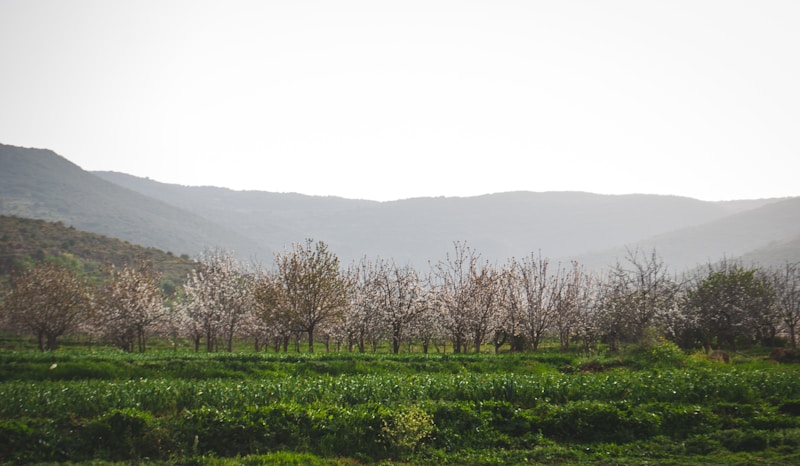 Tlemcen