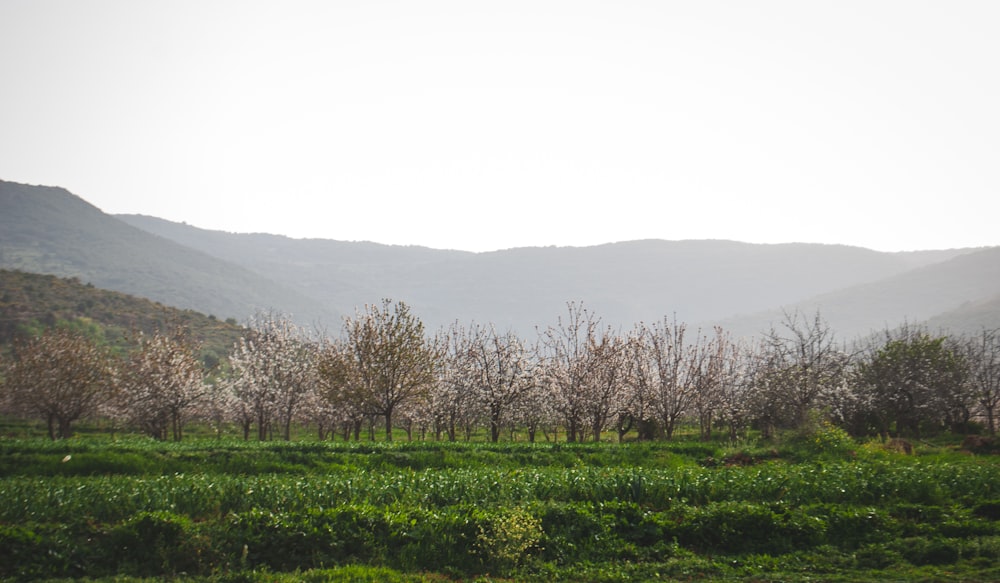 green grass field near trees and mountain during daytime