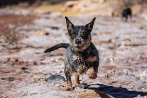 A small, energetic dog with dark fur mixed with patches of tan runs joyfully across a sandy, rocky terrain. The dog's ears are perked up and its mouth is slightly open, giving an impression of excitement and playfulness. The background is blurred with earthy tones, suggesting an outdoor, natural setting.