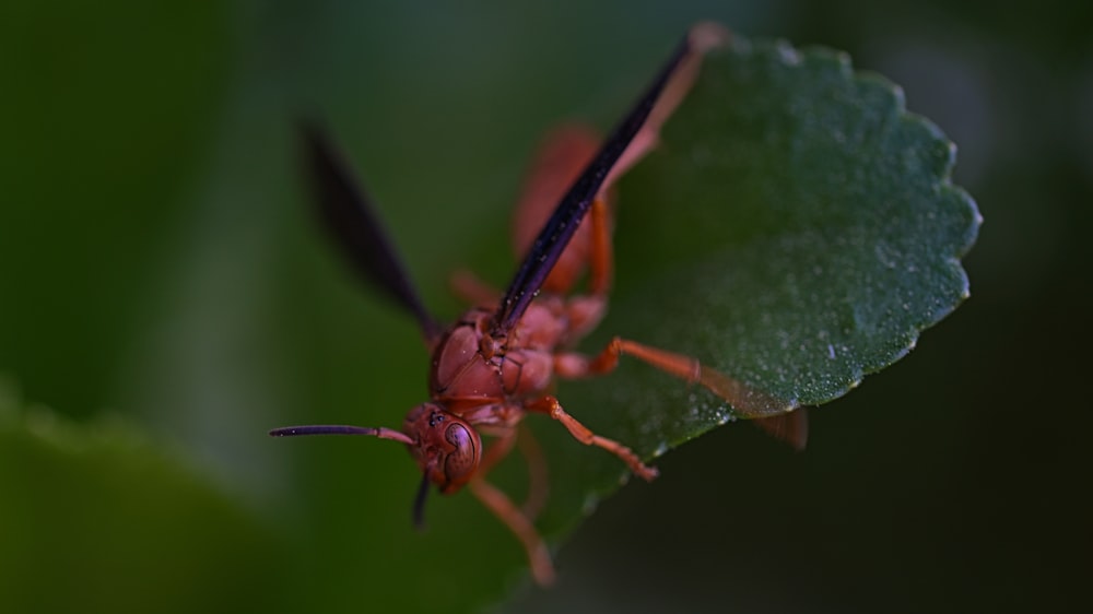 brown and black insect on green leaf