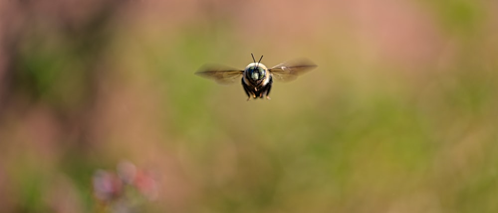 brown and black bee on brown stem