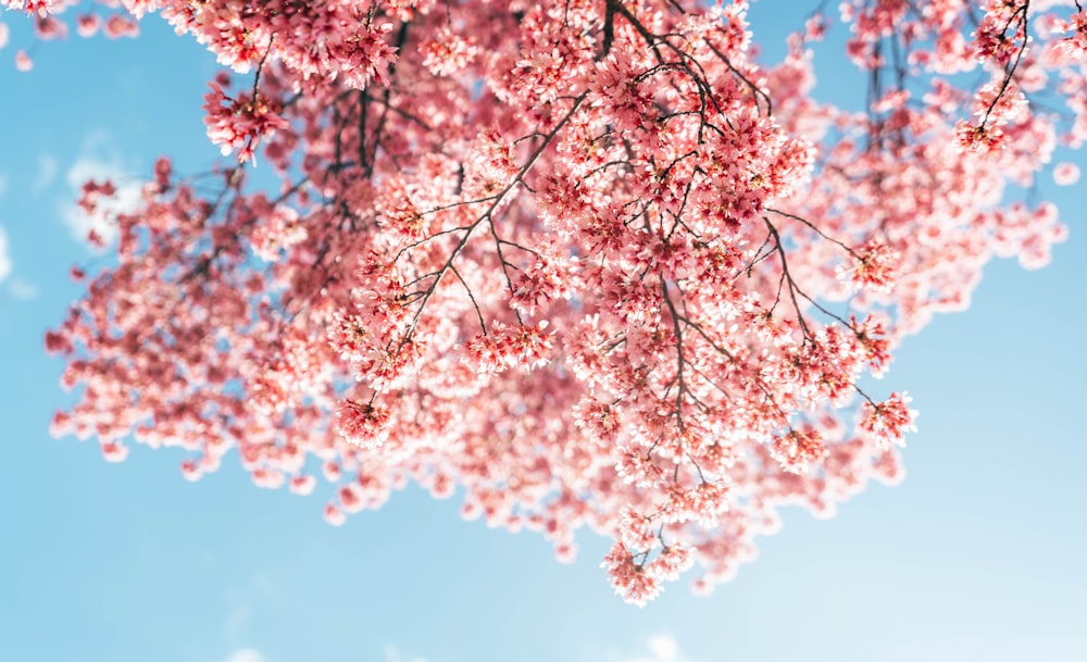 pink cherry blossom tree under blue sky during daytime