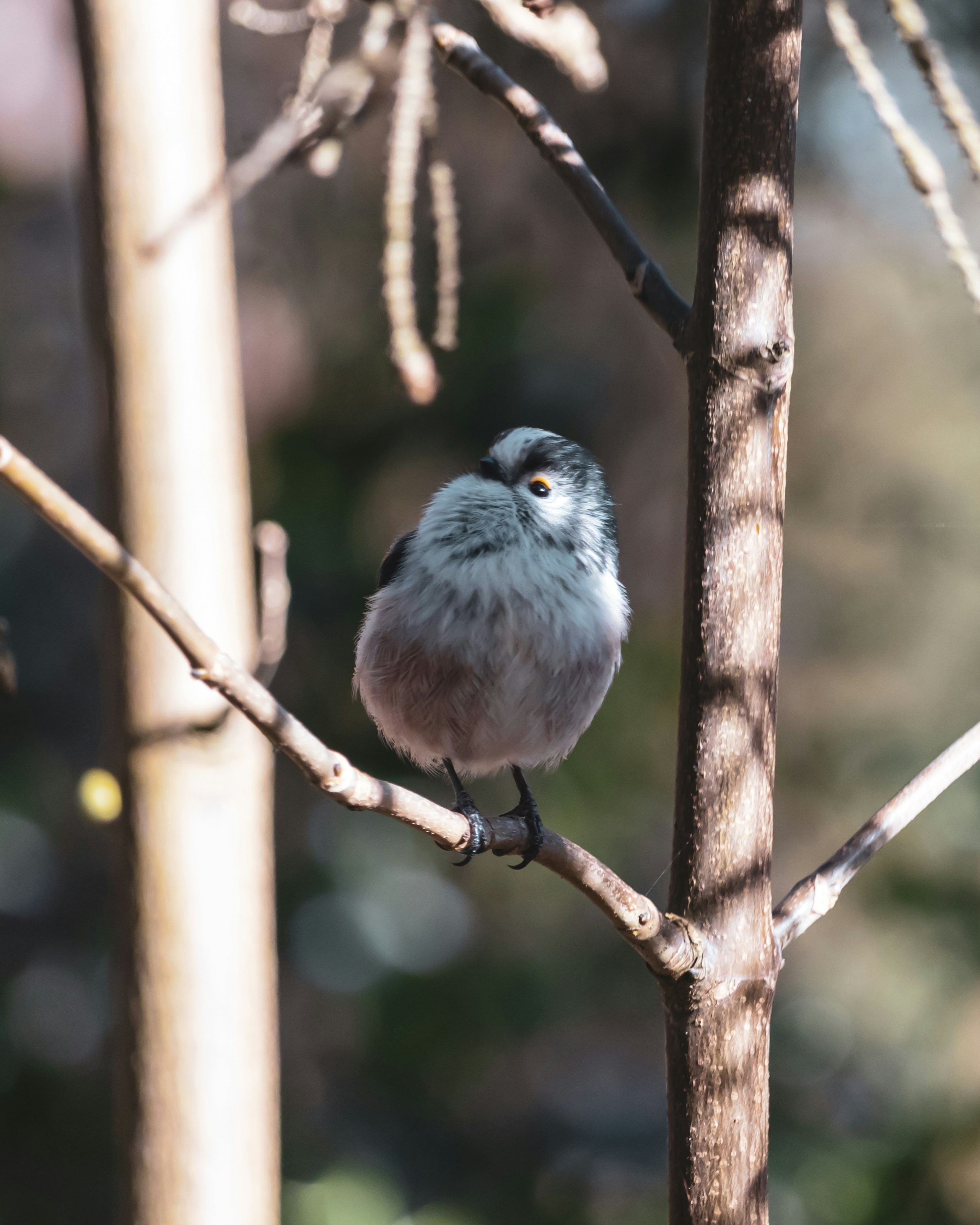 white and gray bird on brown tree branch