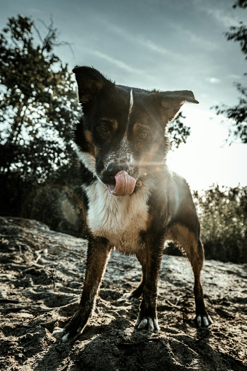 brown white and black short coated dog on brown soil during daytime