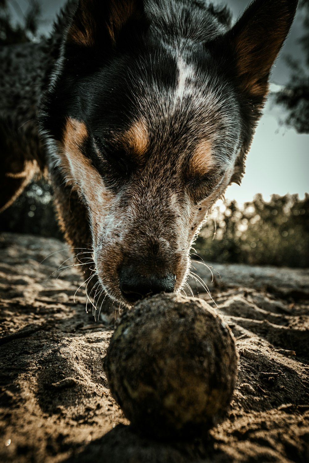 black and white short coated dog