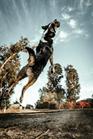 A playful dog mid-jump in a natural park setting with warm sunlight filtering through trees.