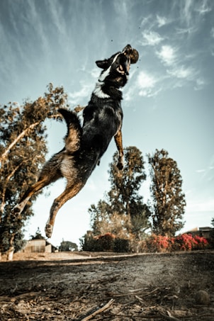 A dog is captured mid-air, leaping energetically against a backdrop of trees and a clear sky. The motion of its jump creates a dynamic and lively scene, with dust visible around its paws, suggesting movement and playfulness. The background includes some trees and a distant house, adding a serene and natural element to the image.