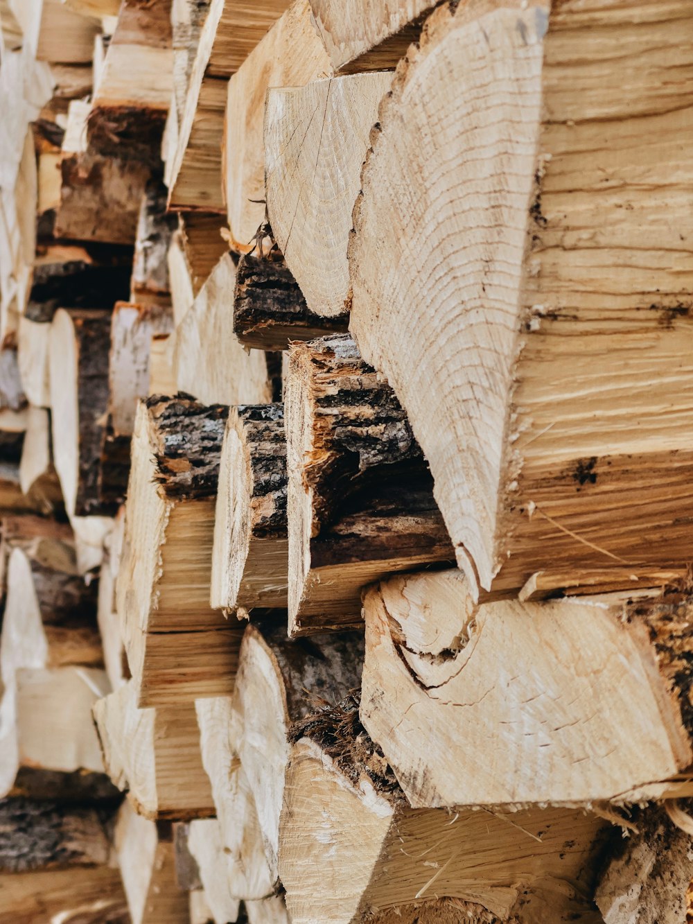 brown and white wood log