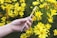 A hand is holding a sleek vape pen against a backdrop of vibrant yellow flowers in full bloom. The contrast between the metal and glass of the pen and the natural setting creates an interesting juxtaposition.