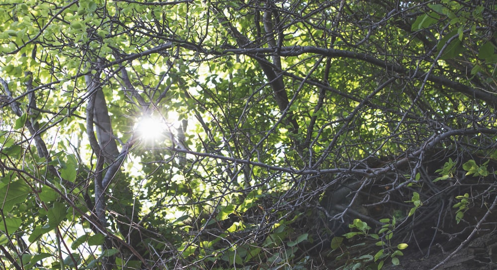 green leaves on brown tree branch