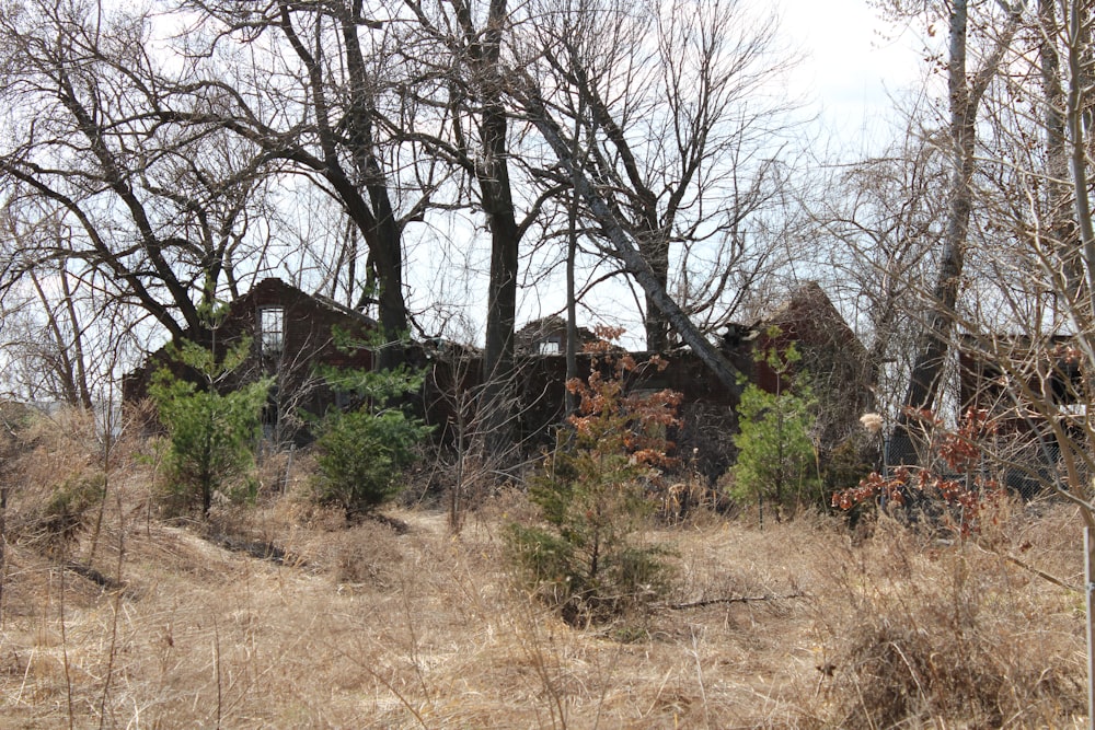 brown bare trees near brown house during daytime