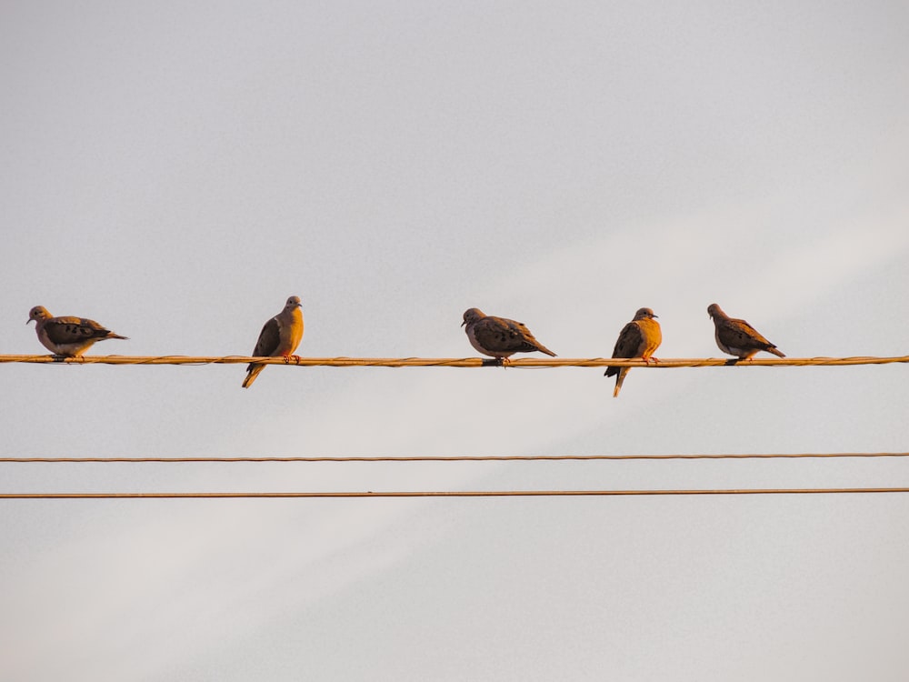 日中のワイヤー上の3羽の鳥