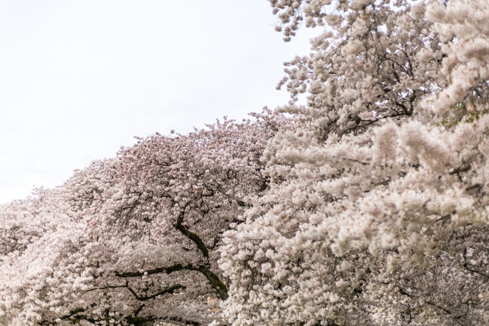 white and brown tree under white sky