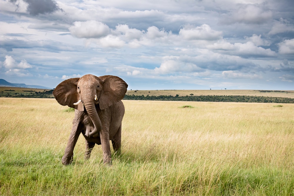brown elephant on green grass field during daytime photo – Free Masai mara  national reserve Image on Unsplash