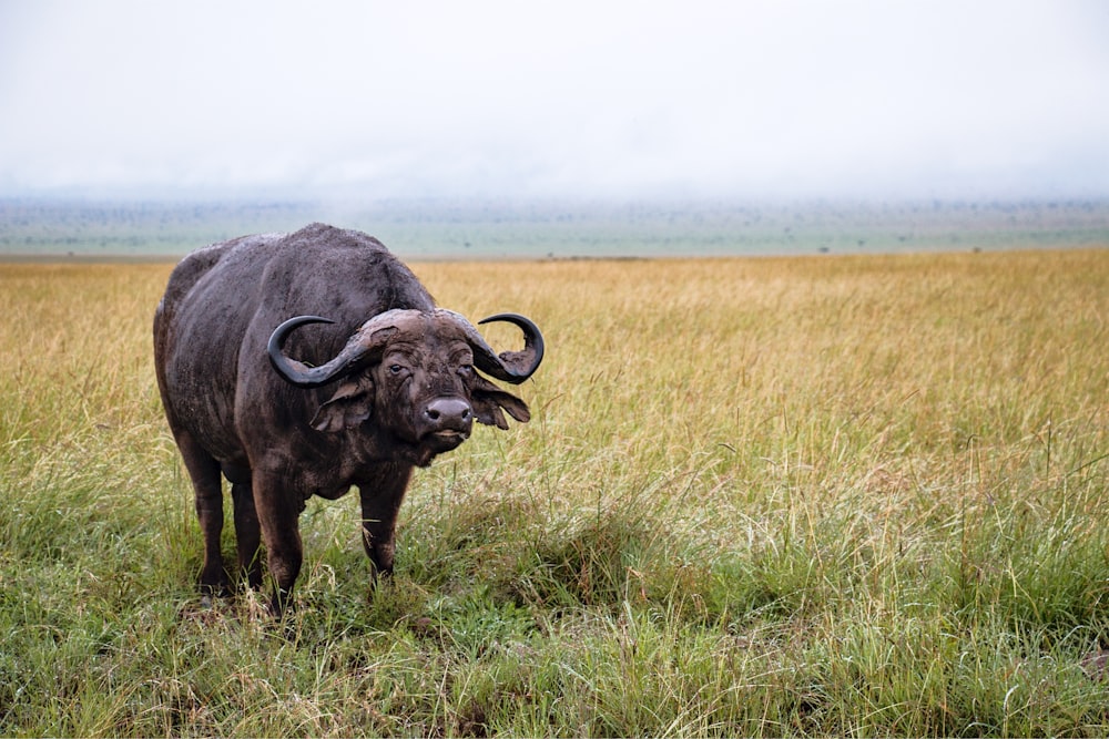 black water buffalo on green grass field during daytime