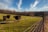 A close-up view of a barbed wire fence with a blurred background of three black cows standing in a grassy field. The sky is a bright blue with wispy clouds. The scene suggests a rural, pastoral setting.