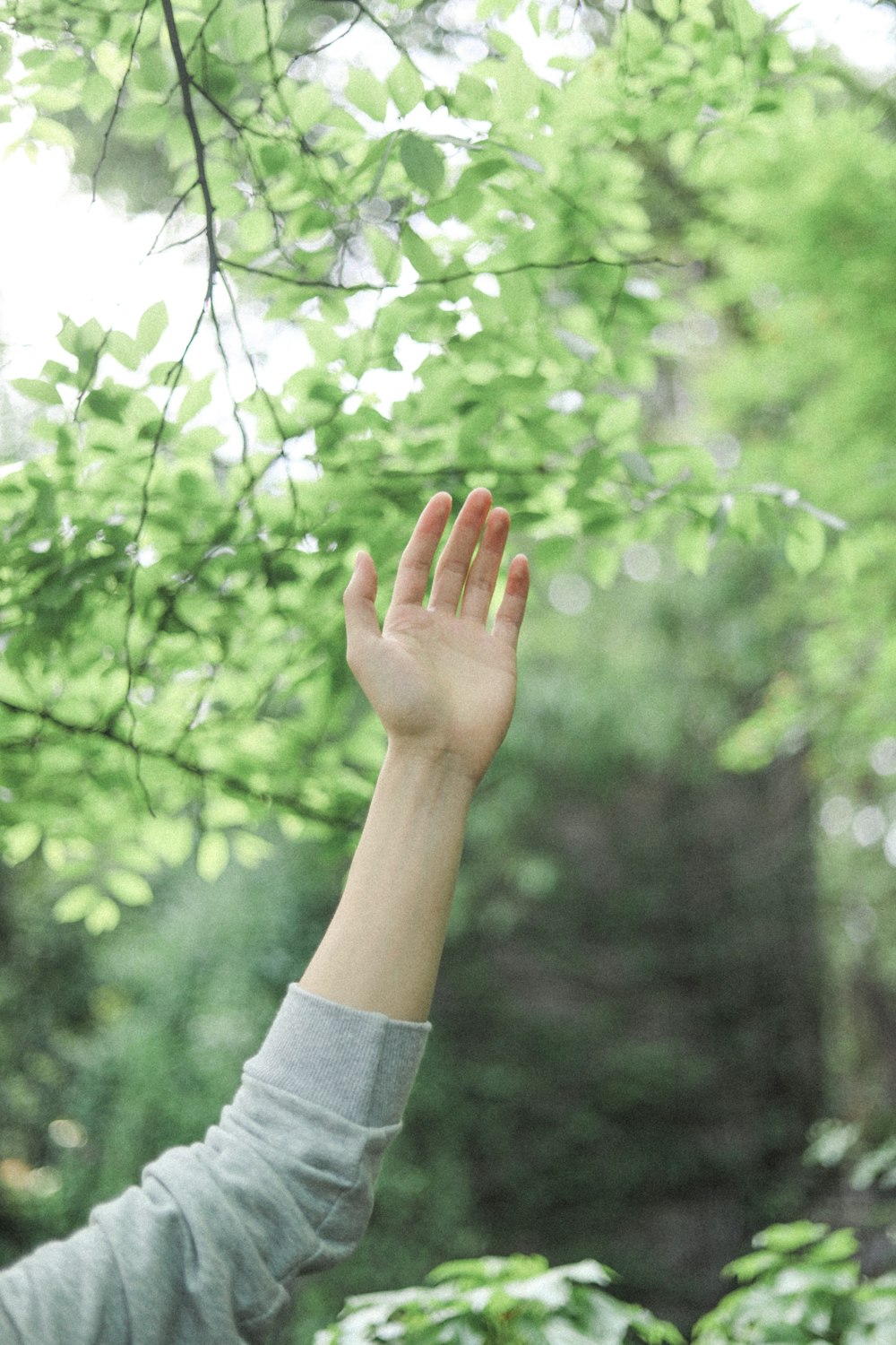 person in white long sleeve shirt holding green leaves during daytime