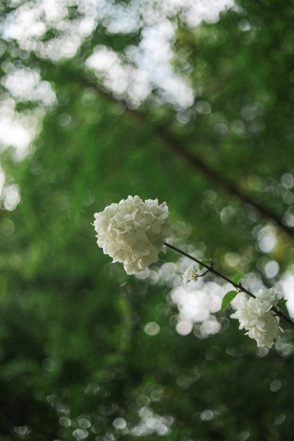 white flower in tilt shift lens