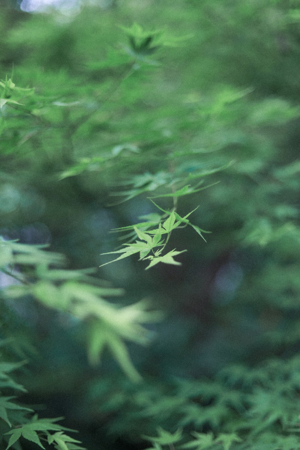 green plant in close up photography