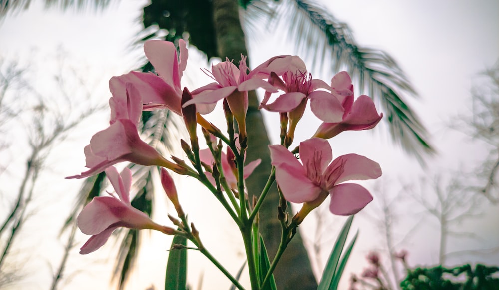 fleurs roses et blanches pendant la journée