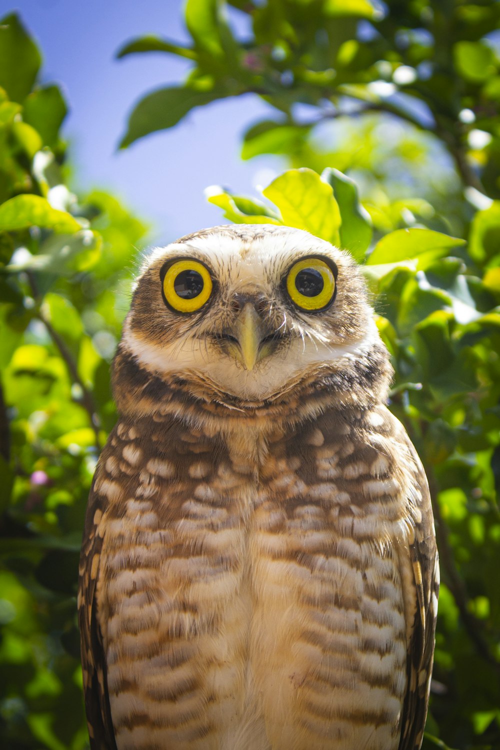 brown owl in green leaves during daytime