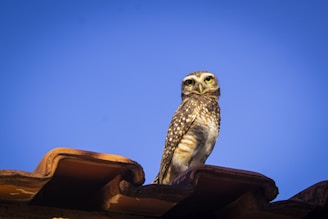 An owl with speckled plumage is perched on a clay roof tile against a clear blue sky. The owl's bright yellow eyes and alert posture suggest attentiveness.