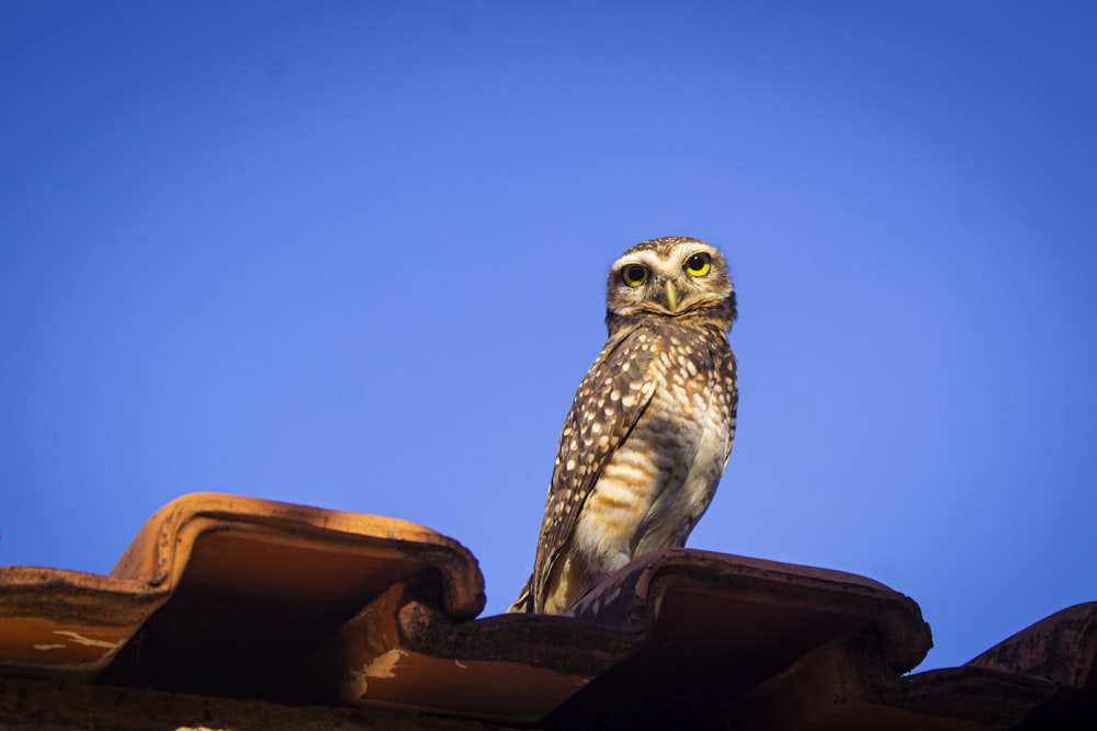 white and black owl on brown roof