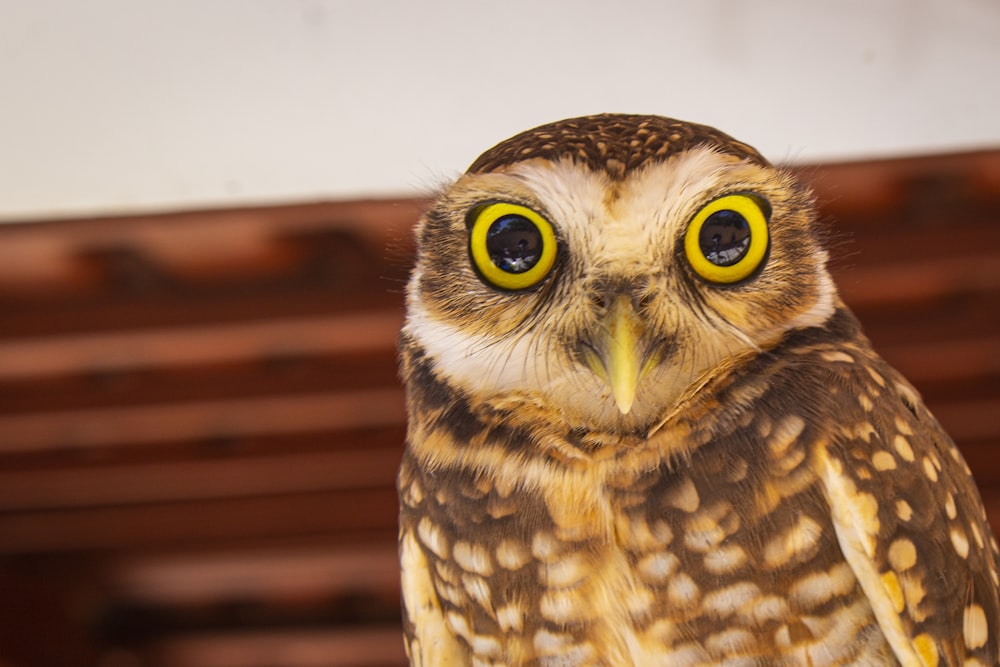 brown and white owl in close up photography