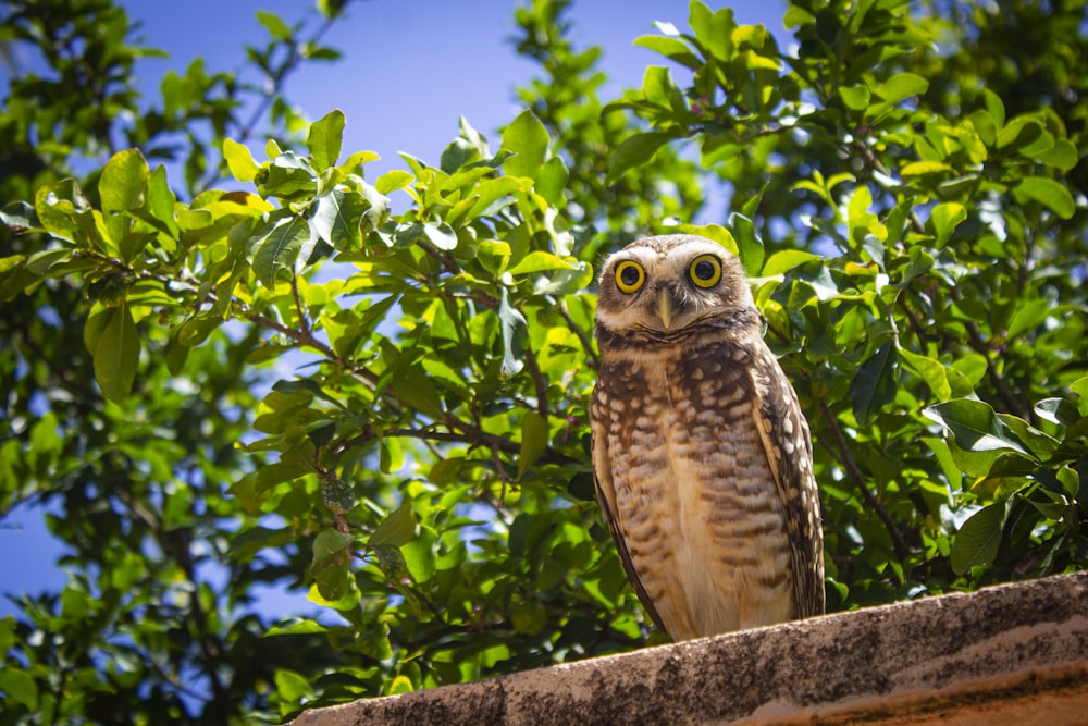 owl perched on tree branch during daytime