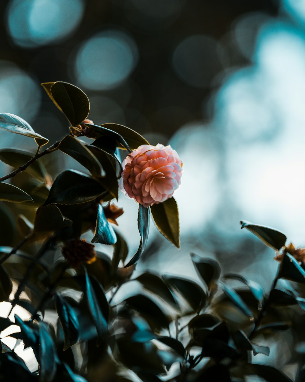 pink flower in tilt shift lens