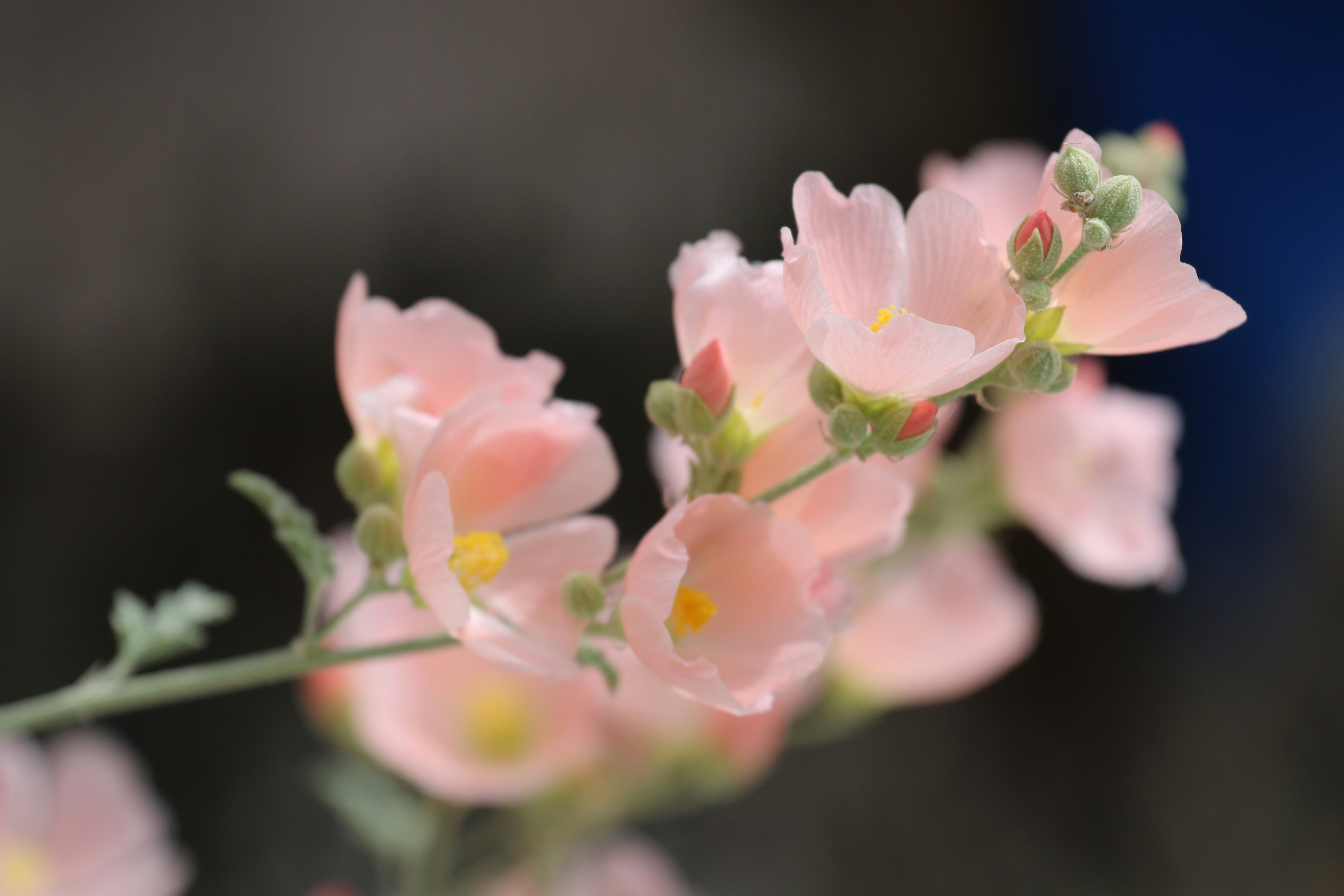 pink and white flower in tilt shift lens, this beautiful delicate pink mallow blooming in my yard this spring in palm springs.