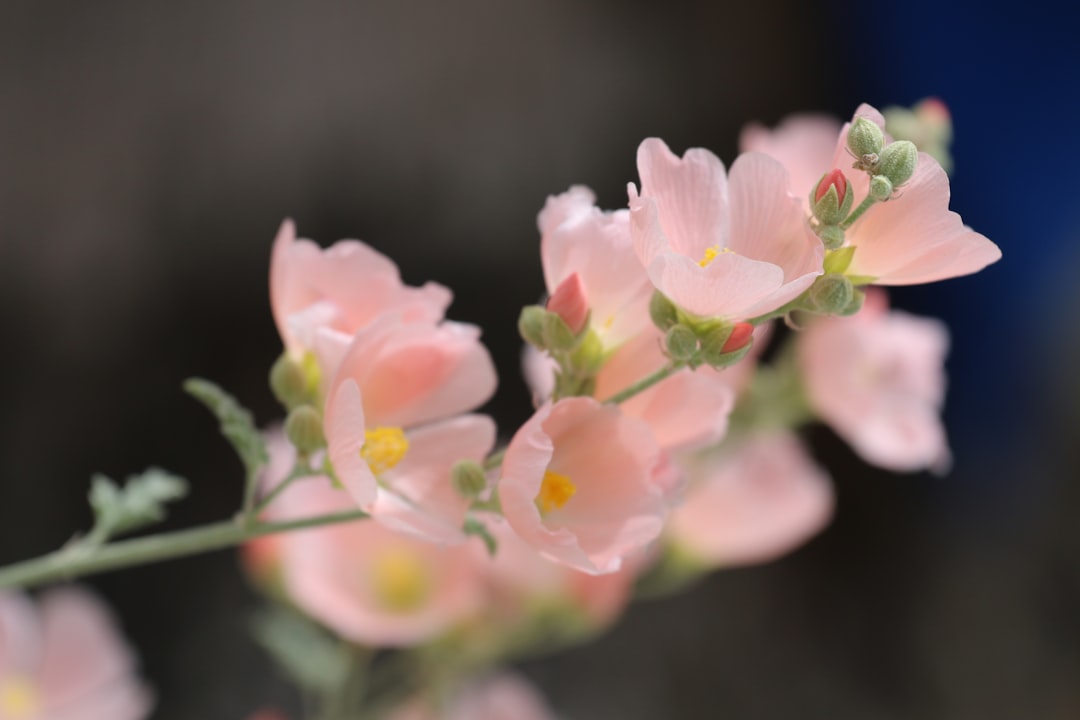 pink and white flower in tilt shift lens, this beautiful delicate pink mallow blooming in my yard this spring in palm sp
