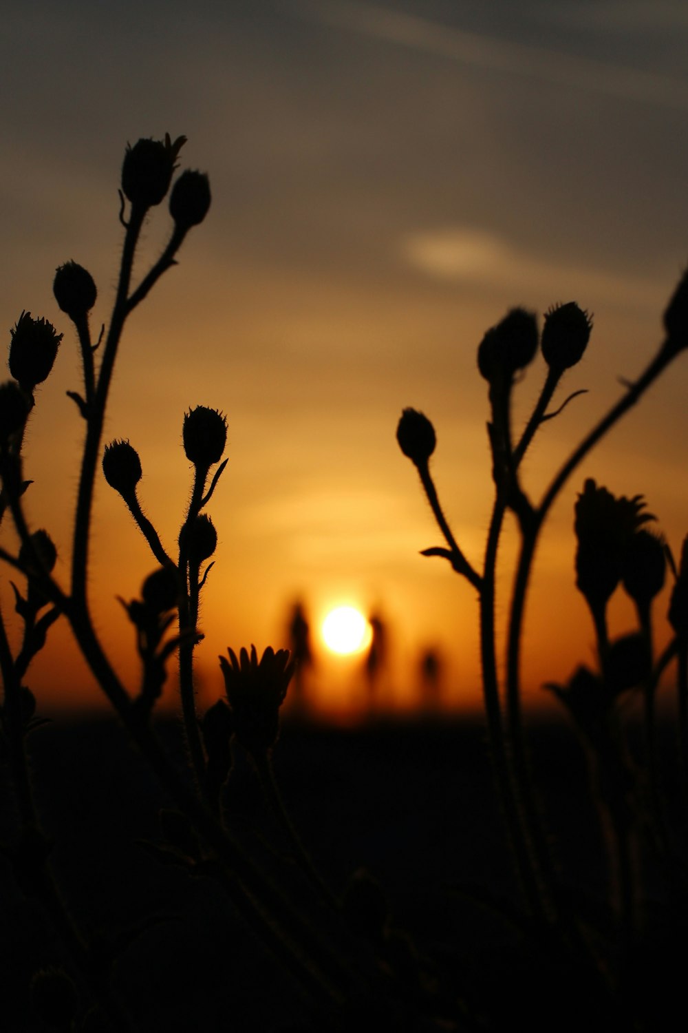 silhouette of flowers during sunset