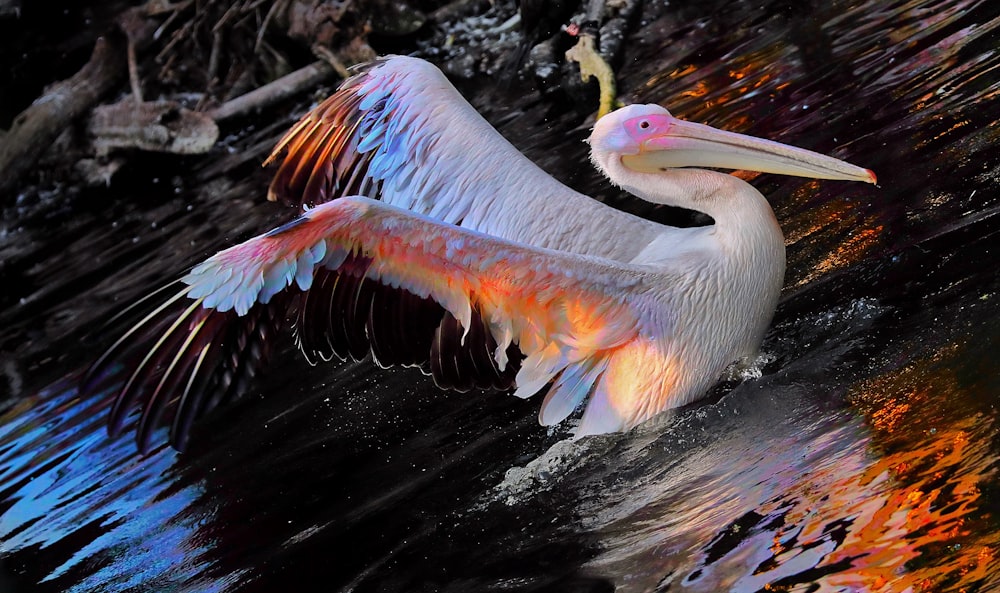 white pelican on water during daytime