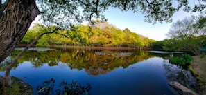 A serene landscape with a calm lake surrounded by trees.
