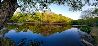 A tranquil landscape with trees reflecting in a serene lake.