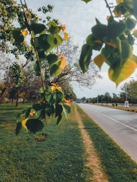 A serene view of spacious plots lined with trees and wide roads under a clear blue sky.