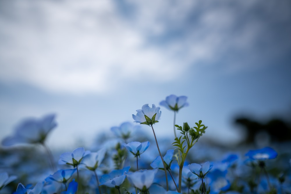 white flower in tilt shift lens