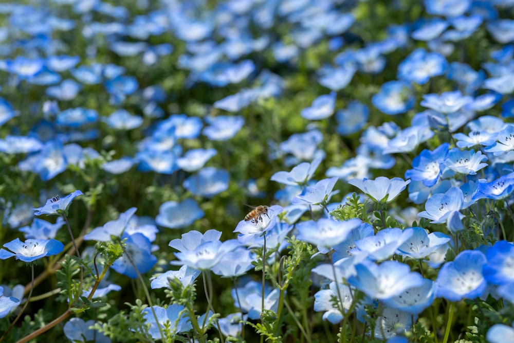 white and blue flowers during daytime