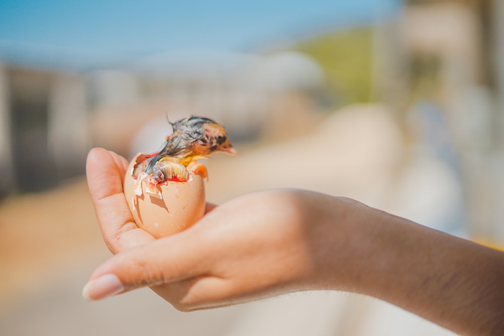 person holding brown and black bird