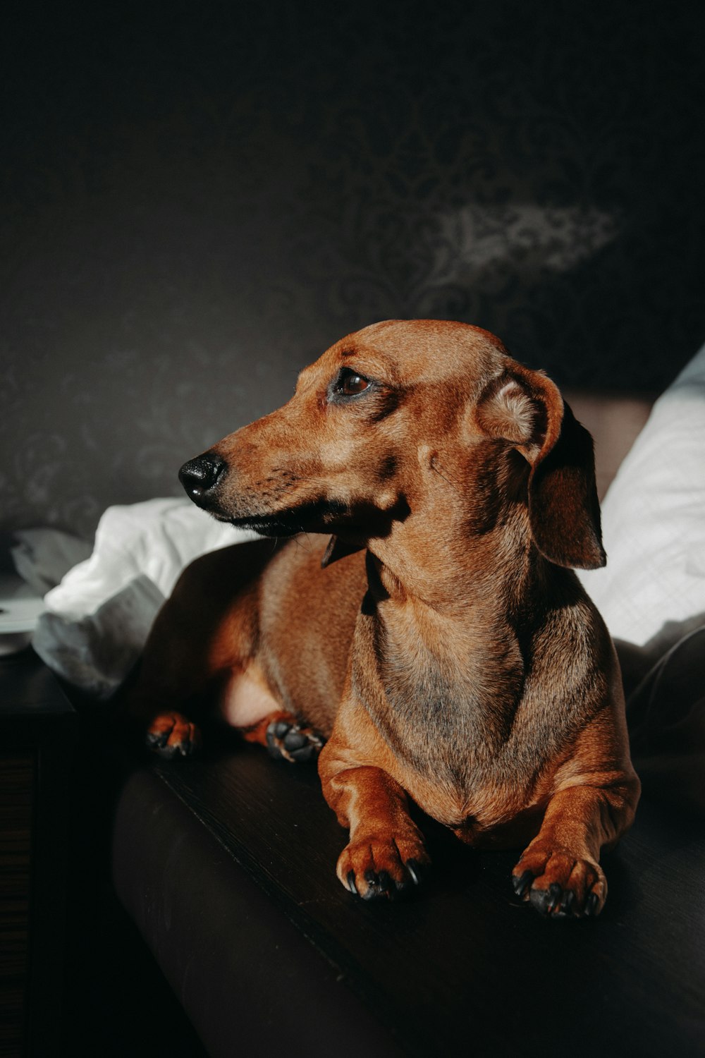 brown short coated dog on black leather couch