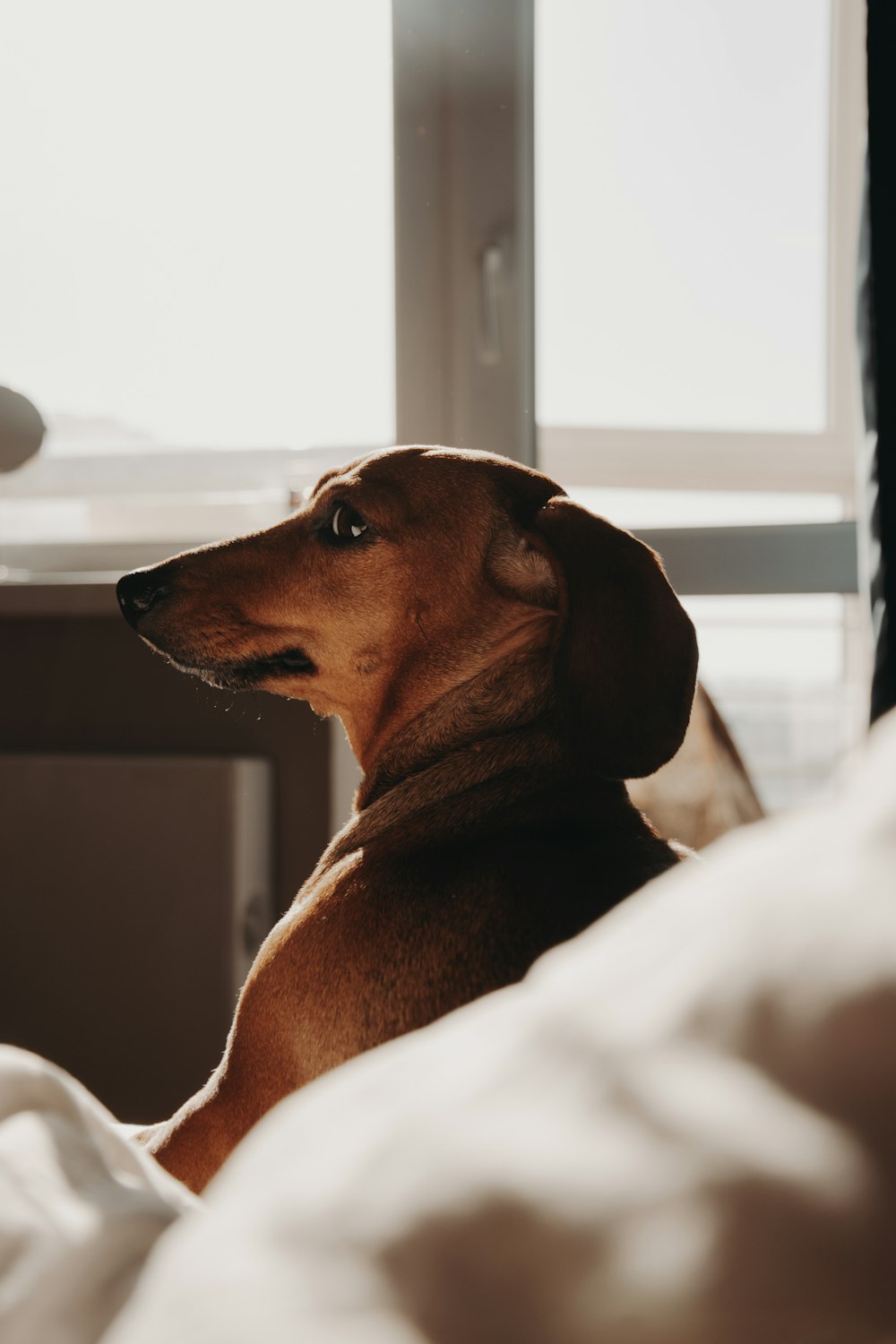 brown short coated dog on white textile