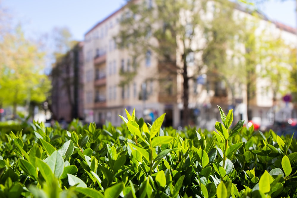 green plant near brown concrete building during daytime